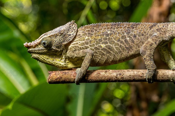 Malthes elephant-eared chameleon