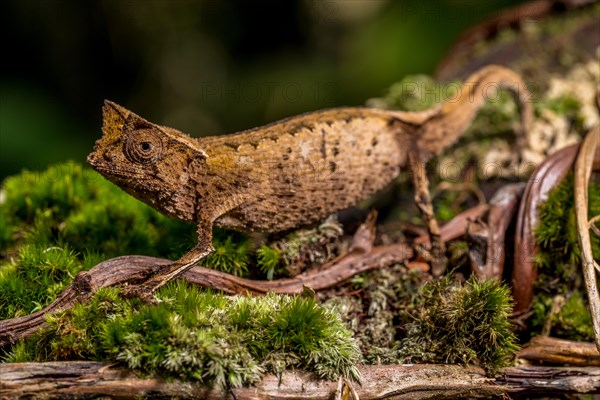 Marojejy leaf chameleon