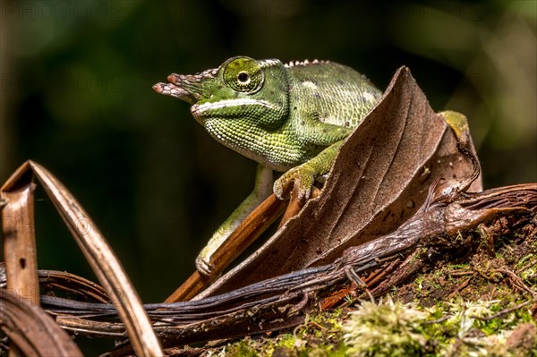 Will's two-horned chameleon