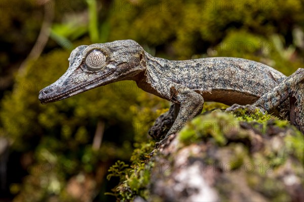 Giant leaf-tailed gecko