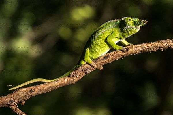 Petters petter's chameleon