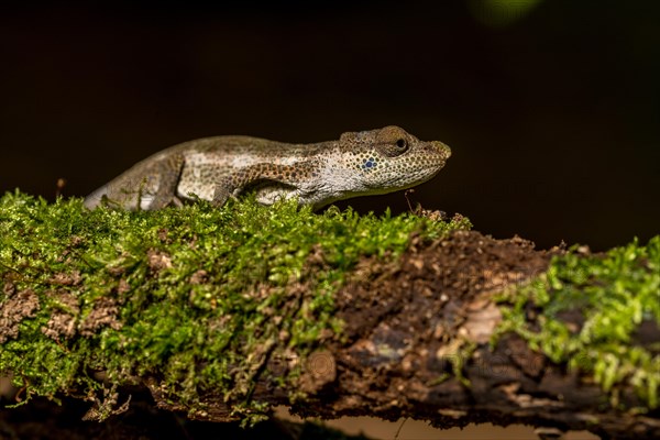 Radama calumma radamanus