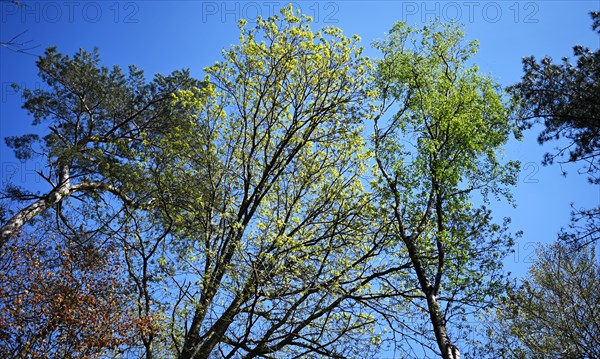 Nature in the Dutch province of Drenthe on 19/4/2019 sprouts leaves and flowers all over the Hondsrug forests and gardens. Hondsrug