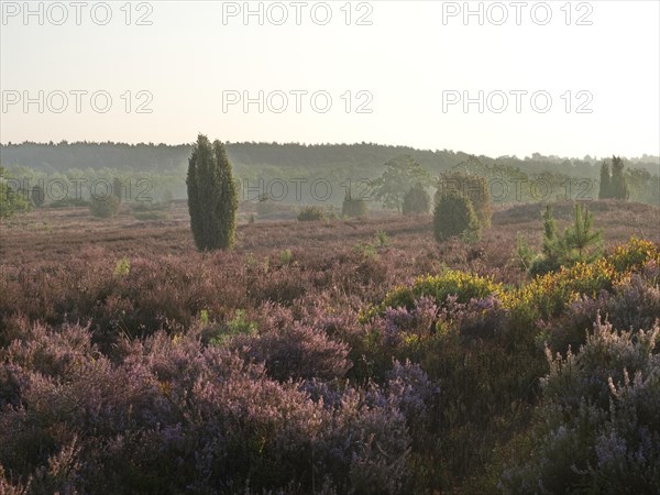 Heath blossom in the Lueneburg Heath nature park Park. The landscape in the heath nature reserves blossoms in purple to violet hues in late summer. Fuerstengrab