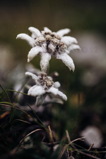 Alpine edelweiss