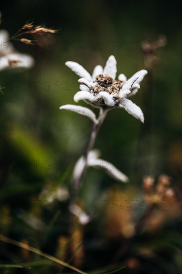 Alpine edelweiss