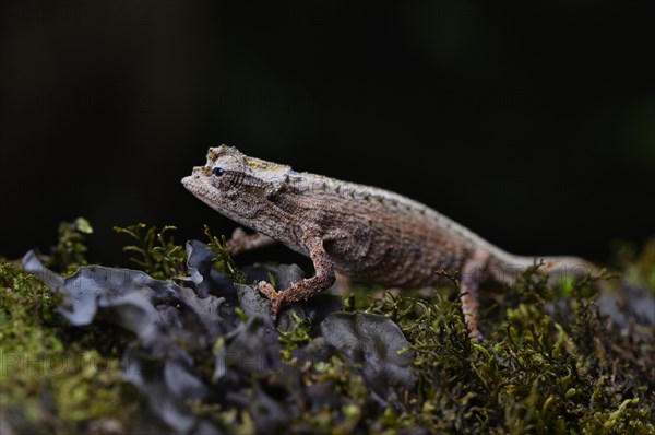 An earth chameleon