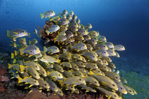 Mixed shoal of sweetlips above diagonal-banded sweetlip