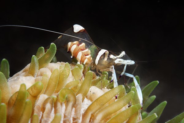 Magnificent anemone shrimp