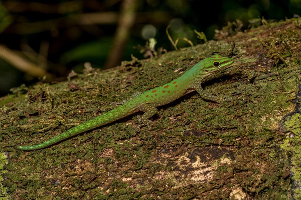 Day gecko