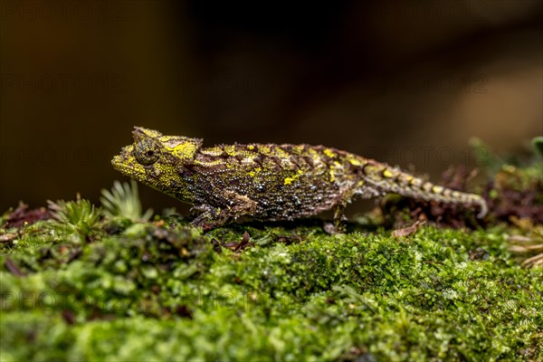 Variegated Earth Chameleon