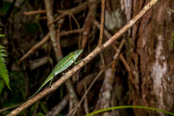 (Calumma guillaumeti), Marojejy National Park, Madagascar, Africa