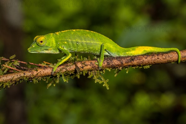 Marojejy chameleon