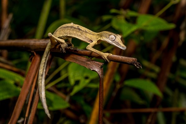 Striped lined leaf-tailed gecko