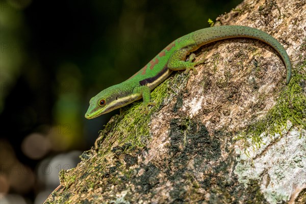 Striped day gecko