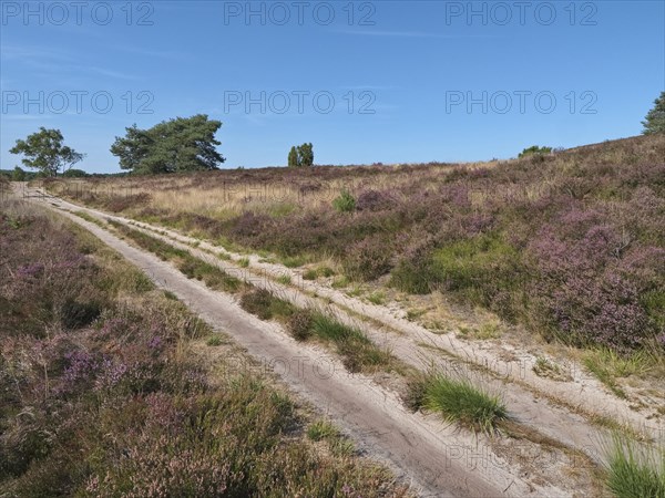 Heath blossom in the Lueneburg Heath nature Park. The landscape in the heath nature reserves blossoms in purple to violet hues in late summer