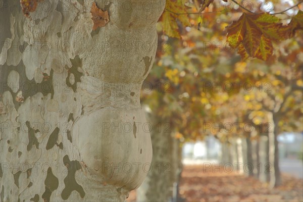 Tree trunk with bark Common london planetree