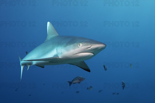 Grey reef shark