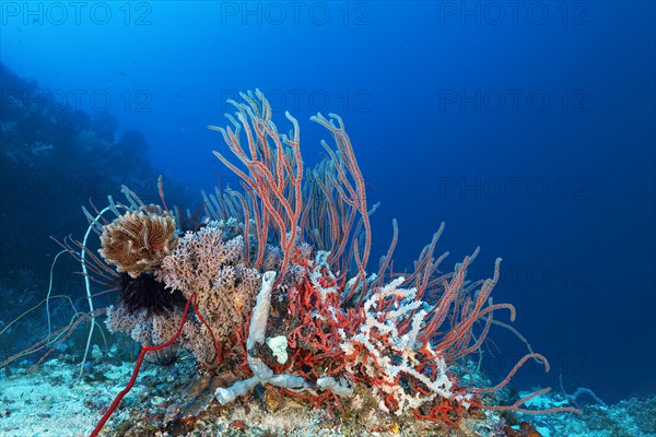 Coral reef with various soft corals
