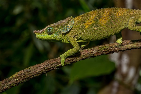 Malthes elephant-eared chameleon