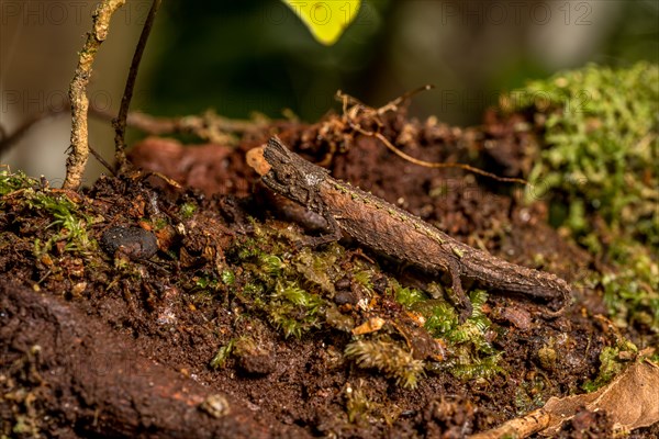 Marojejy Earth Chameleon