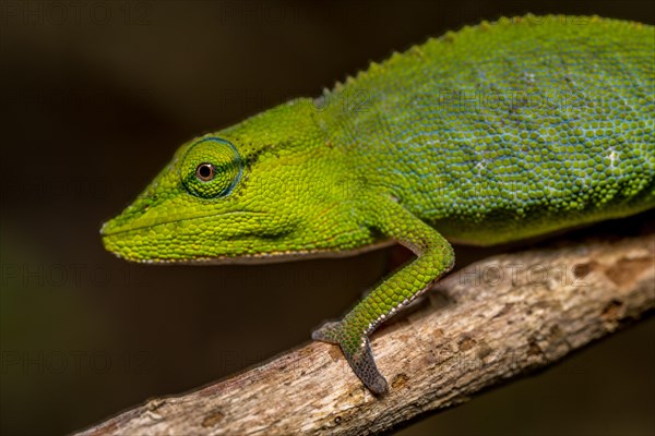 (Calumma guillaumeti), Marojejy National Park, Madagascar, Africa