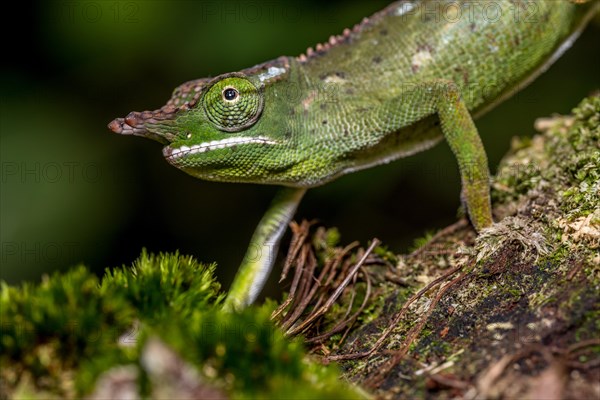 Will's two-horned chameleon