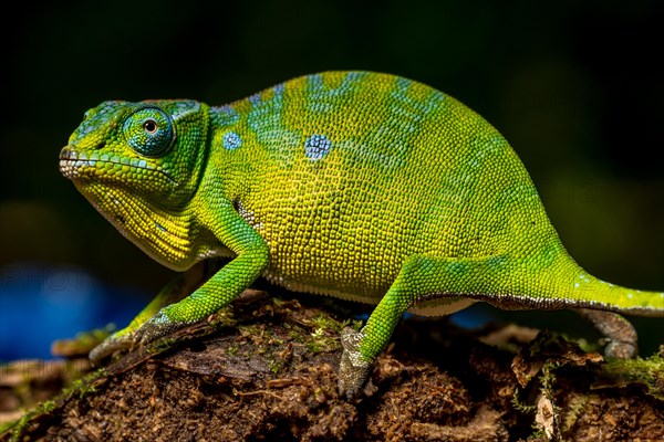 Petters petter's chameleon