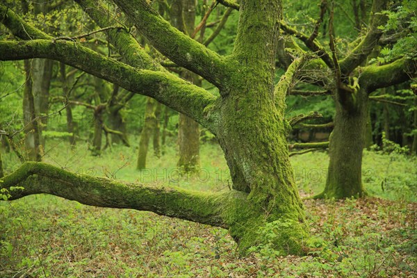 Sessile Oak