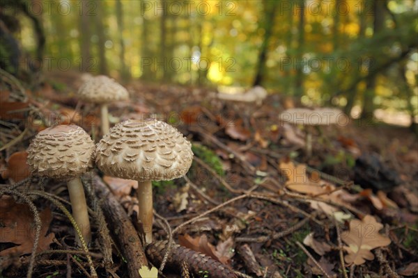 Parasol mushroom