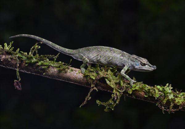 A female calumma radamanus