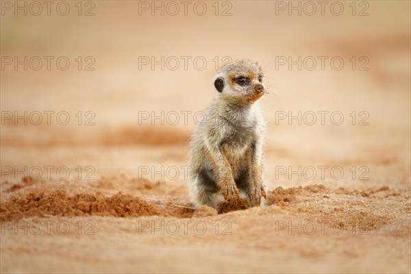 Meerkat