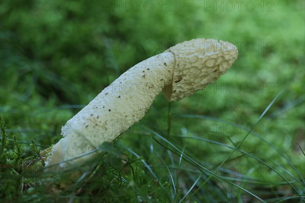 Common Stinkhorn