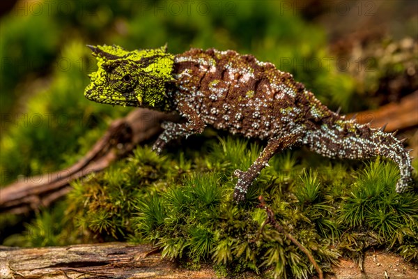 Variegated Earth Chameleon