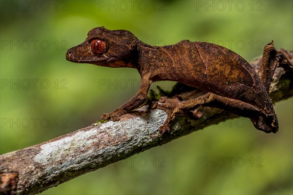 Flat-tailed gecko