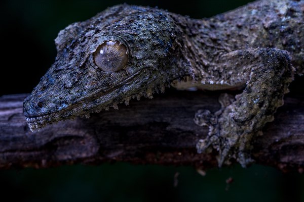 Henkel's flat-tailed gecko