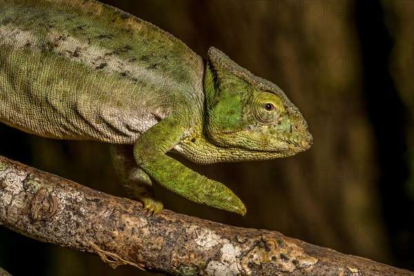 Amber Mountain amber chamaeleon