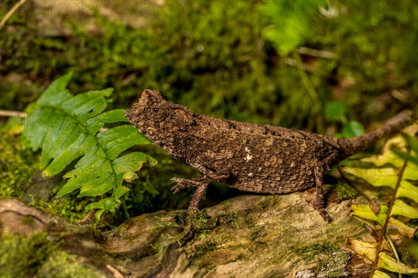 Antakarana ground chameleon