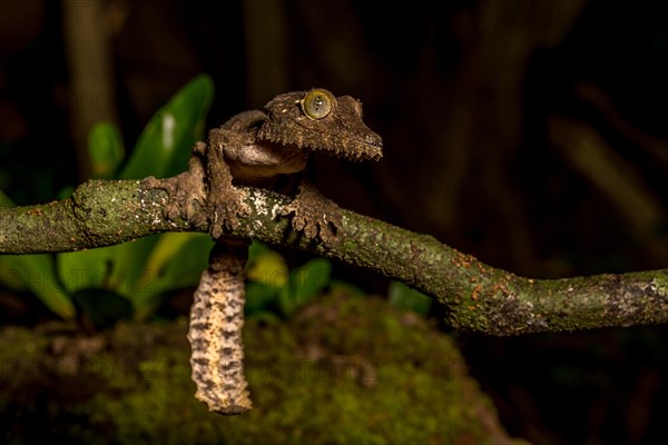 Mossy leaf-tailed gecko