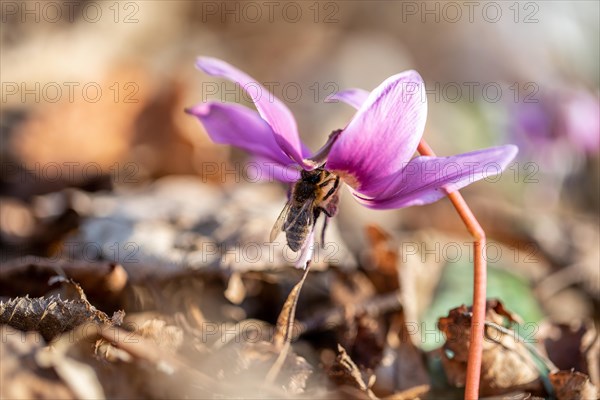 Flowering dog's tooth violet