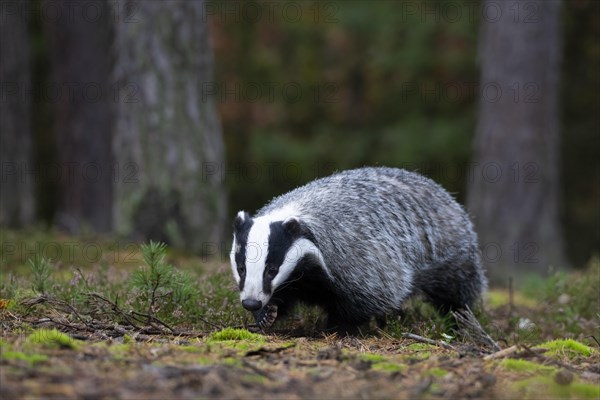 European badger