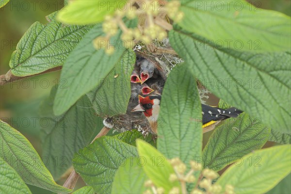 European goldfinch