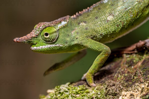 Will's two-horned chameleon