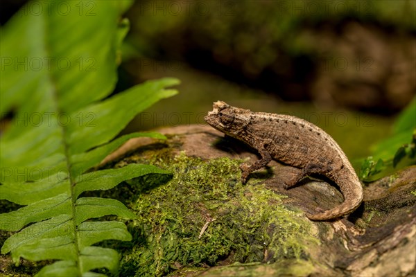 Montagne d Ambre Earth Chameleon