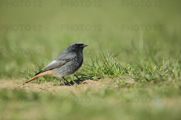 Black Redstart