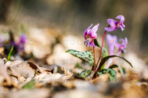 Flowering dog's tooth violet