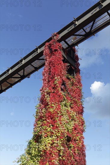 Wild vine in autumn colours growing on metal scaffolding