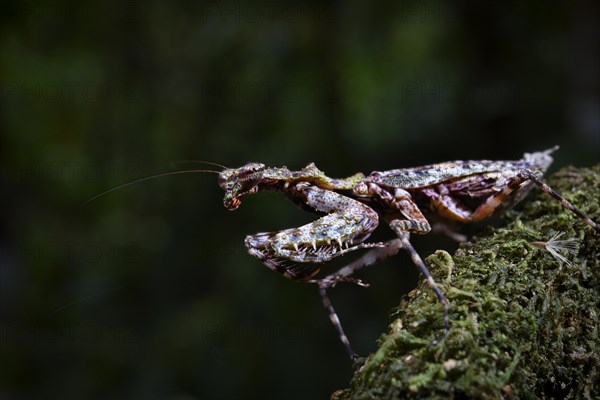 A praying mantis