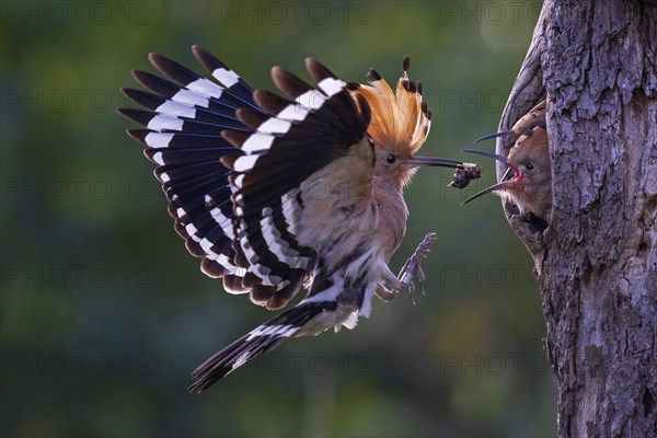 Hoopoe