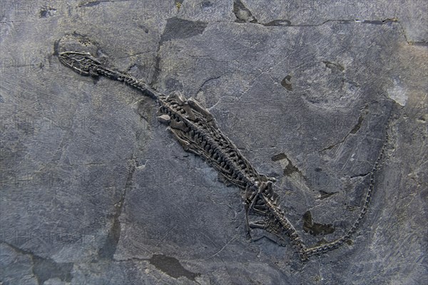 Fossils on dispaly